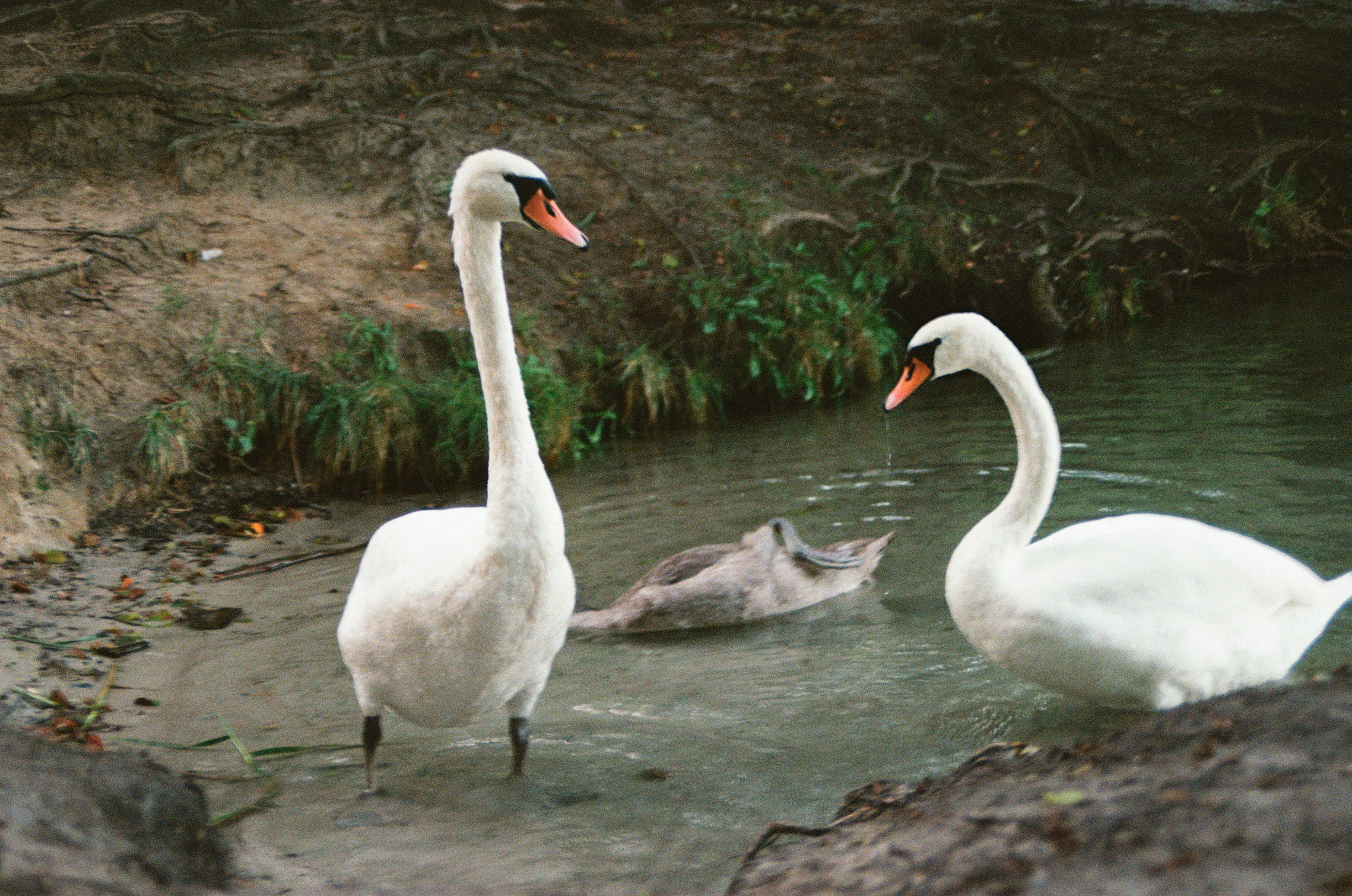 geese